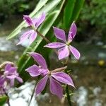 Epidendrum flexuosum 花