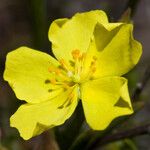 Crocanthemum scoparium Cvet