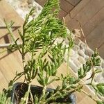Rhipsalis mesembryanthemoides Vaisius