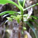 Angraecum obversifolium Blüte