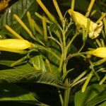 Hamelia macrantha Λουλούδι