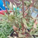 Oenothera lindheimeri Blatt