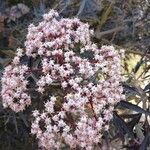 Sambucus racemosa Λουλούδι