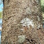 Cordia ecalyculata Bark