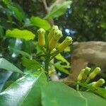 Syzygium aromaticum Blüte