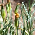 Hertia maroccana Flower