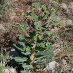 Euphorbia isatidifolia Habitus