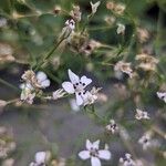 Gypsophila acutifolia