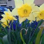 Narcissus pseudonarcissus Flower