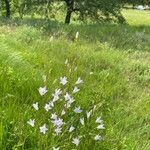 Campanula rapunculusFlower