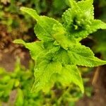 Salvia roemeriana Folla