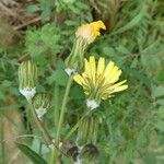 Sonchus tenerrimus Квітка