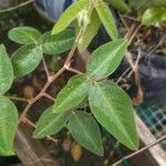 Desmodium uncinatum Leaf