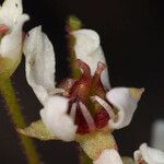 Micranthes californica Flor