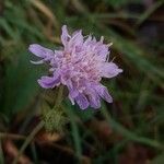 Knautia arvensis Blüte