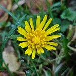 Taraxacum palustre Kukka