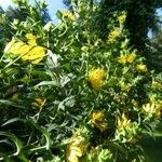 Silphium integrifolium Annet