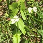 Valeriana woodsiana Květ