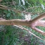 Amorpha fruticosa Bark