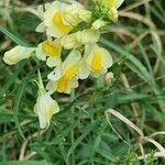 Linaria vulgarisÕis