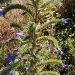 Echium vulgareBlomst