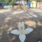 Millingtonia hortensis Flower