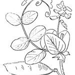 Vicia pisiformis Otro
