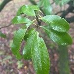 Photinia arbutifoliaLeaf