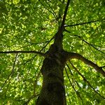 Tilia × europaea Hábito