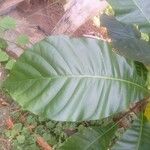 Anthocleista schweinfurthii पत्ता