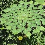 Ludwigia sedoides Leaf