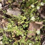 Cerastium brachypetalum Hábito