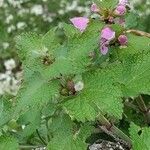 Lamium garganicum Fuelha