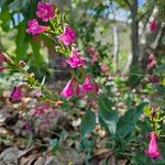 Penstemon triflorus