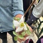 Clematis montanaFlower