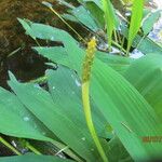 Orontium aquaticum Flower