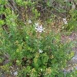 Bejaria racemosa Habit