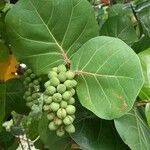 Coccoloba uvifera Плод