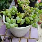 Cotyledon pendens Yaprak