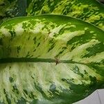 Dieffenbachia seguine Frunză