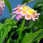 Lantana camara Flor