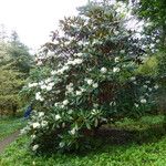 Rhododendron arizelum Habit