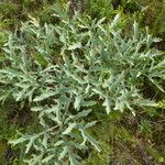 Crambe tataria Blatt