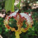 Monodora tenuifolia Flor