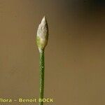 Eleocharis parvula Otro