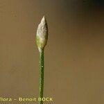 Eleocharis parvula Other