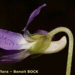 Viola collina Květ