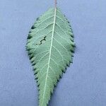 Zelkova serrata Leaf