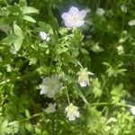 Nemophila phacelioides Цвят