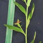 Ludwigia nervosa Otro